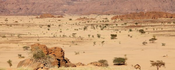 dromadaire-tchad