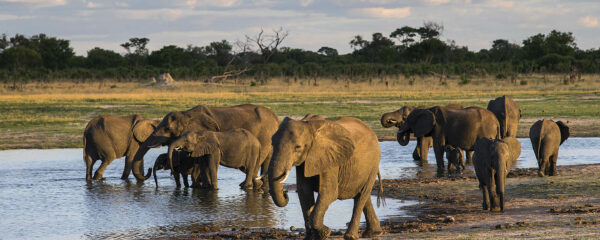 Safari Zimbabwe